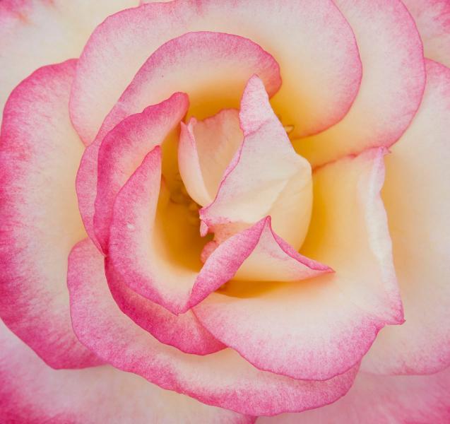 Queen Elizabeth Park - Rose