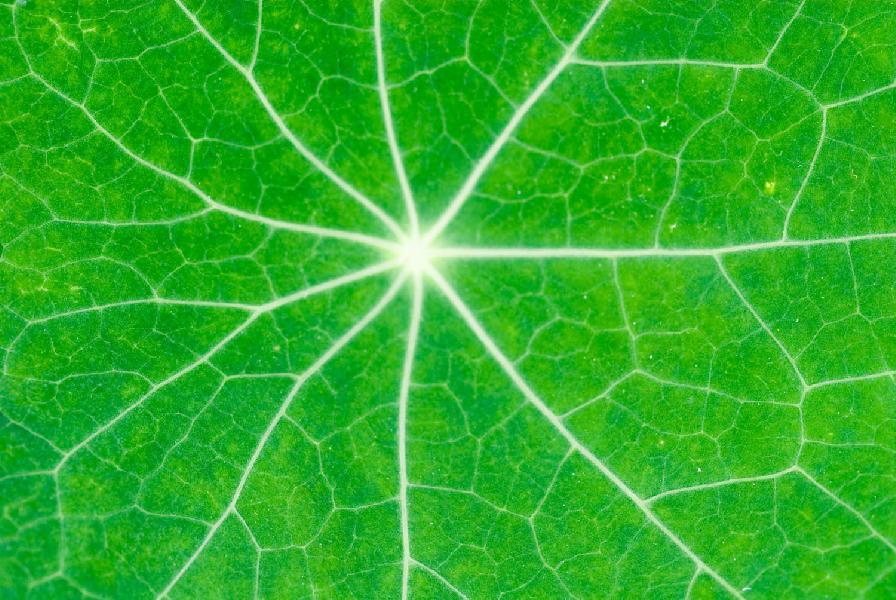 Nasturtium