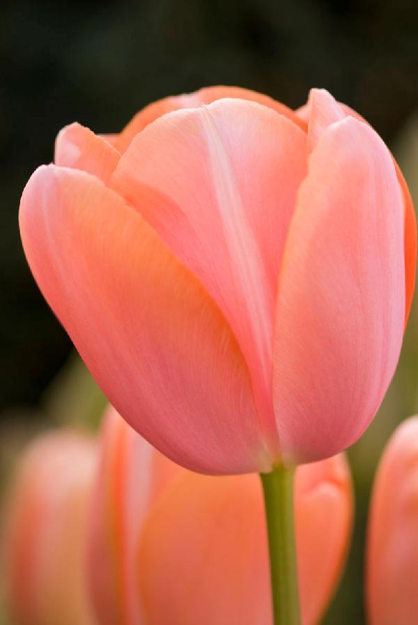 Tulip