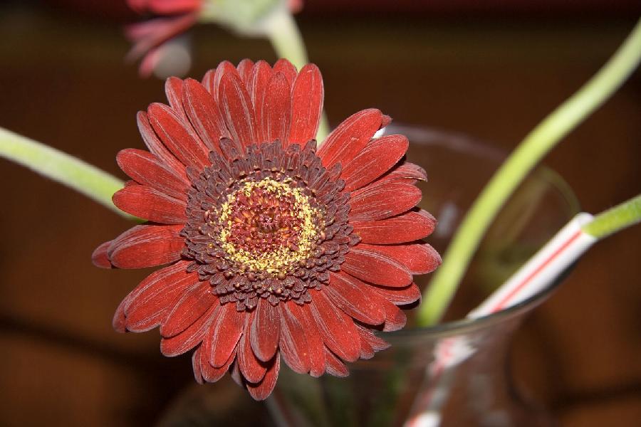 Daisy