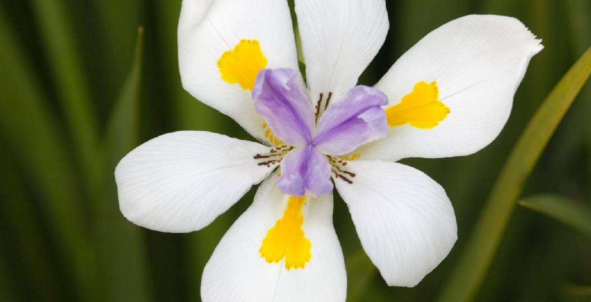 Iris