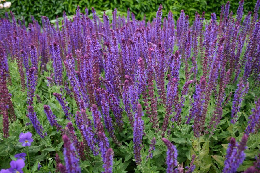 Filoli