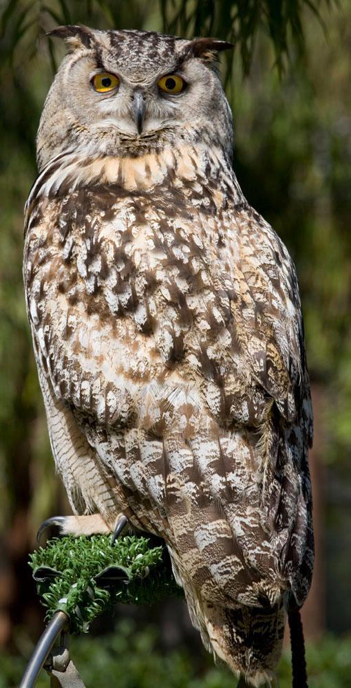 Owl (type?)
