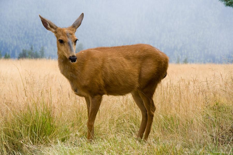 Hurricane Ridge