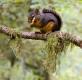 Douglas Squirrel